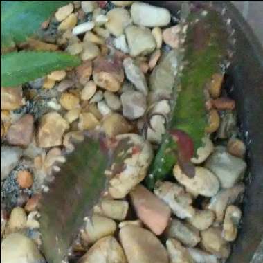 Euphorbia trigona rubra
