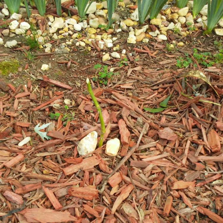 plant image 535109 plant image 535109