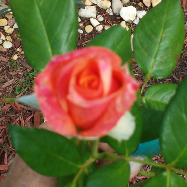 plant image 535113 plant image 535113