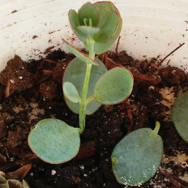 Plant image Kalanchoe marnieriana