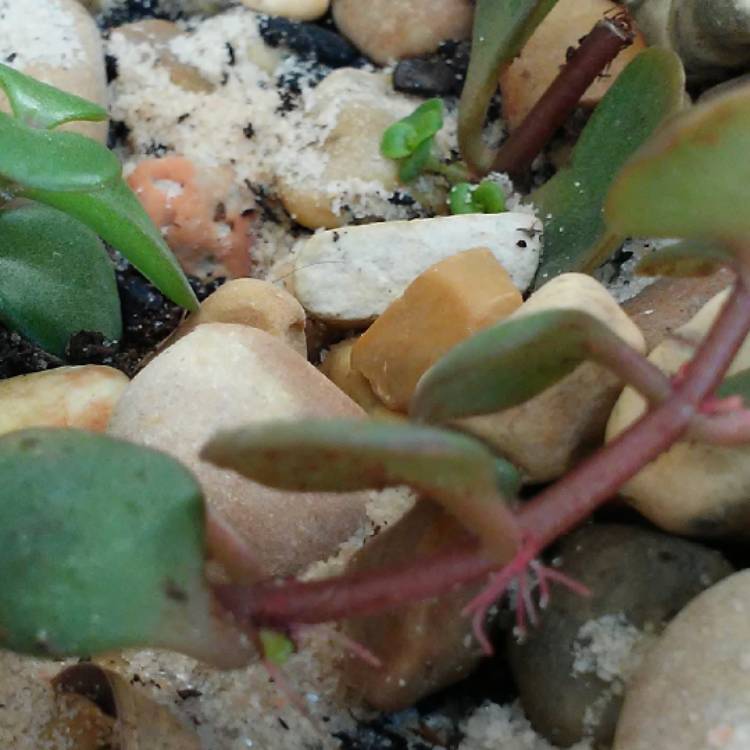 Plant image Portulacaria Afra
