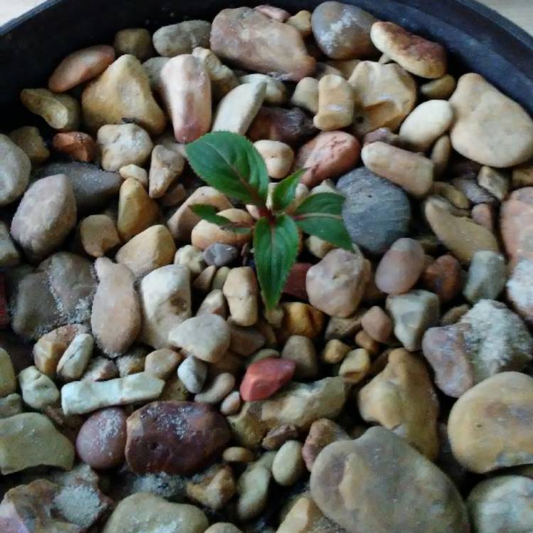 plant image 537923
