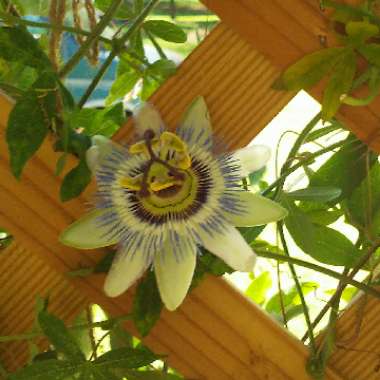 Passiflora caerulea