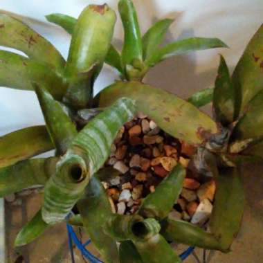 Aechmea