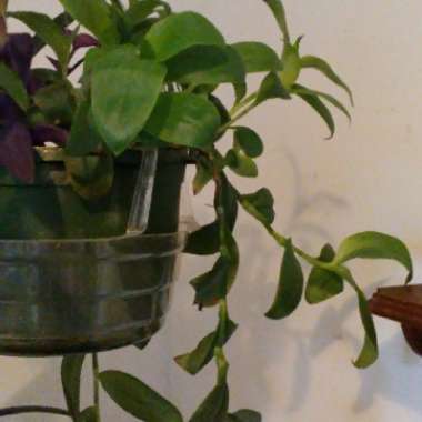 Tradescantia fluminensis
