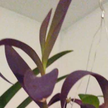 Tradescantia pallida 'Purpurea' syn. Tradescantia pallida 'Purple Heart'