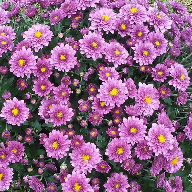 plant image 545467 plant image 545467