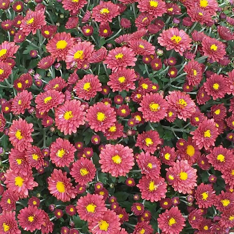 plant image 545469 plant image 545469
