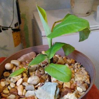 Musa