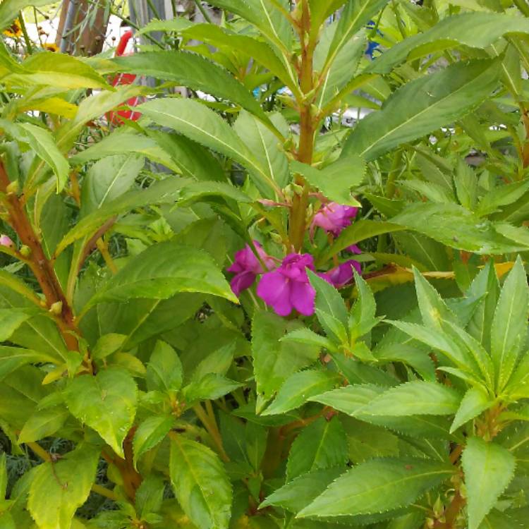 plant image 548248 plant image 548248