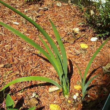 Iris 'Black Gamecock'