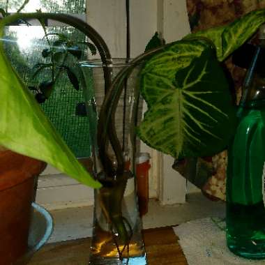 Syngonium podophyllum