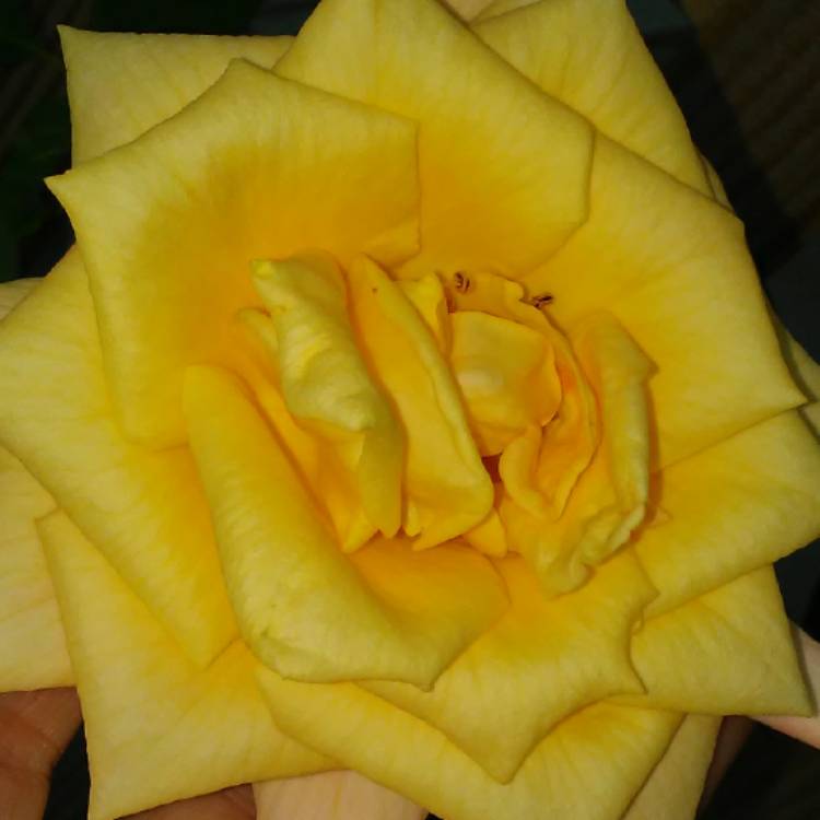 plant image 552864 plant image 552864