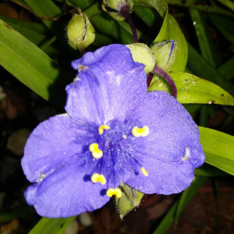 plant image 552913 plant image 552913