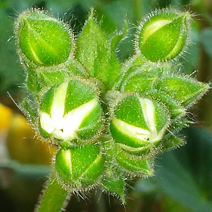 plant image 555719 plant image 555719