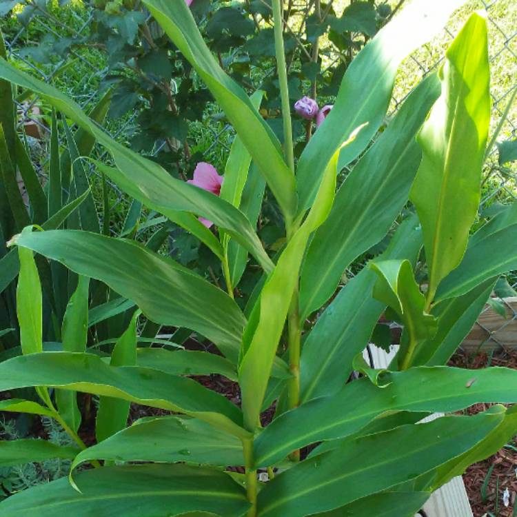 plant image 557424 plant image 557424