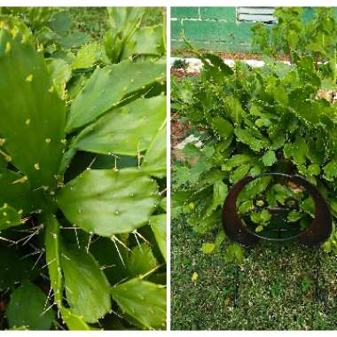 Opuntia Argentina