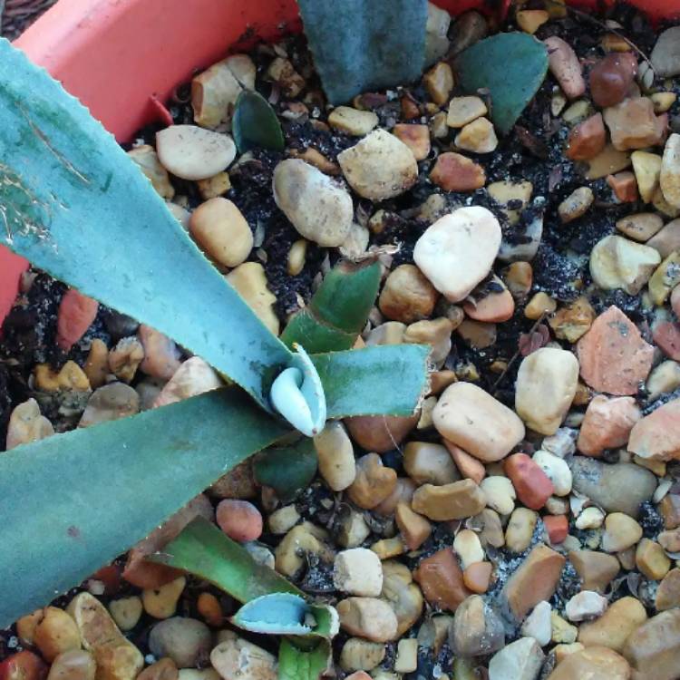 plant image 557448 plant image 557448