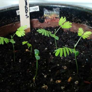 Caesalpinia pulcherrima syn. Caesalpinia lutea