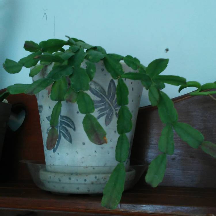 plant image 559685 plant image 559685