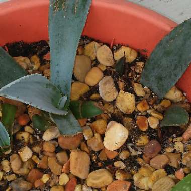 Agave Americana