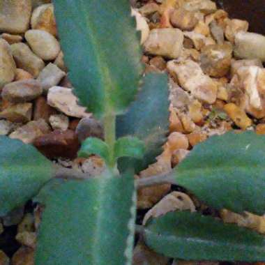 Bryophyllum Delagoense