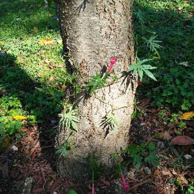 Ipomoea x multifida