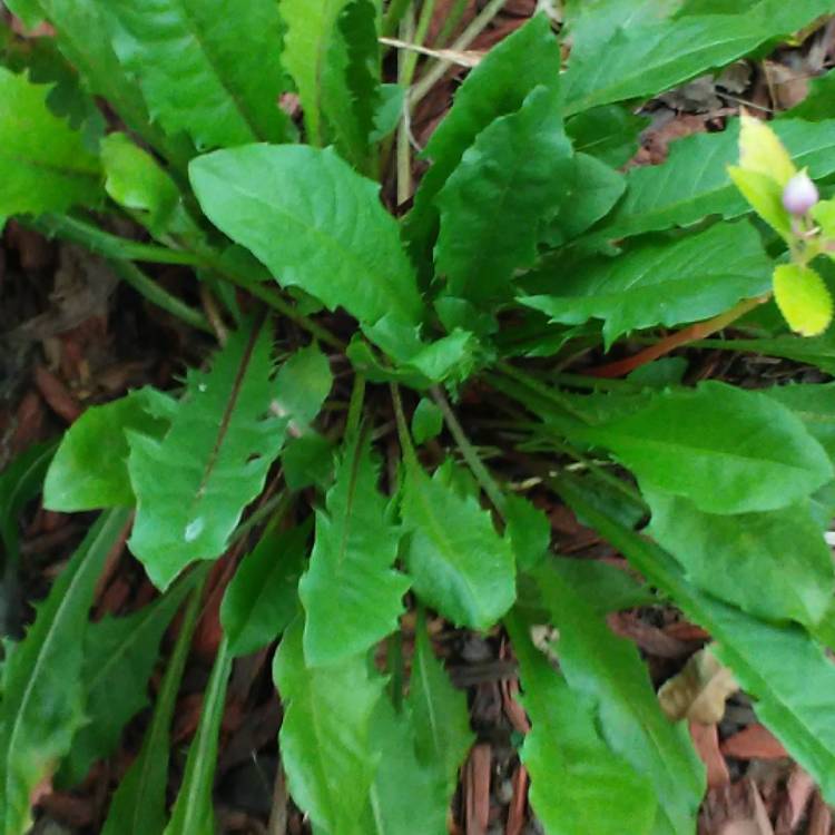 plant image 563351 plant image 563351