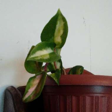 Hoya Carnosa Variegata