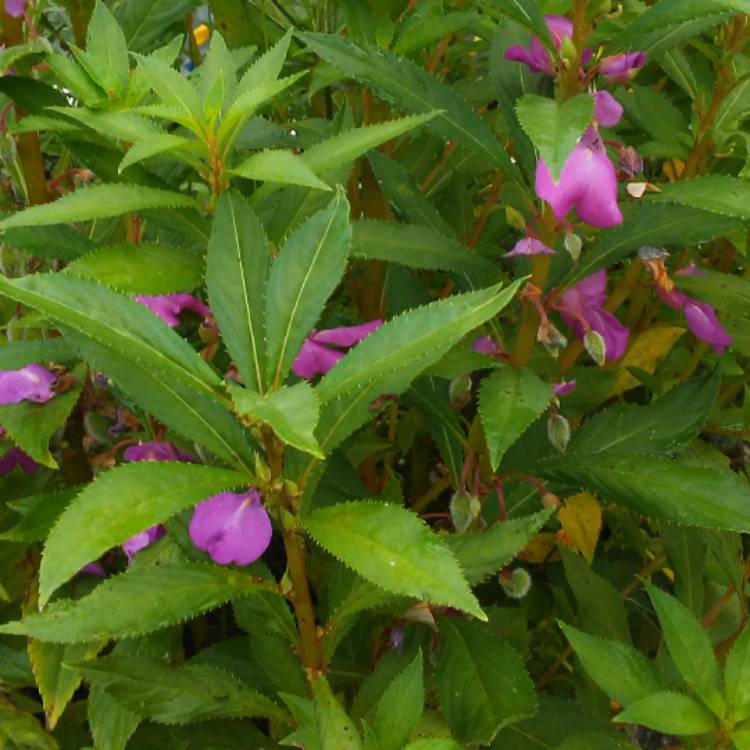 plant image 564219 plant image 564219