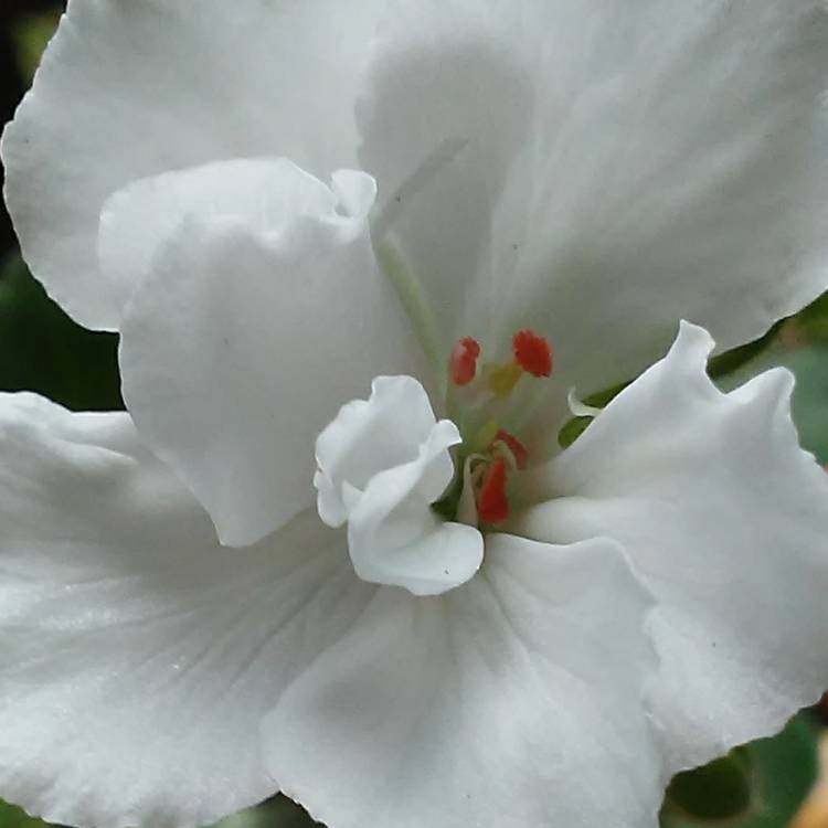plant image 564447 plant image 564447