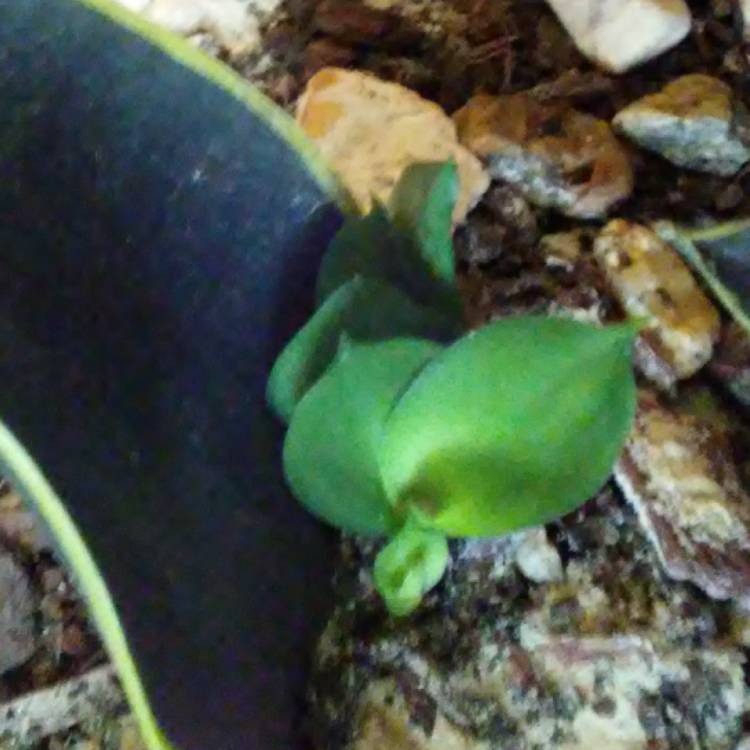plant image 564984
