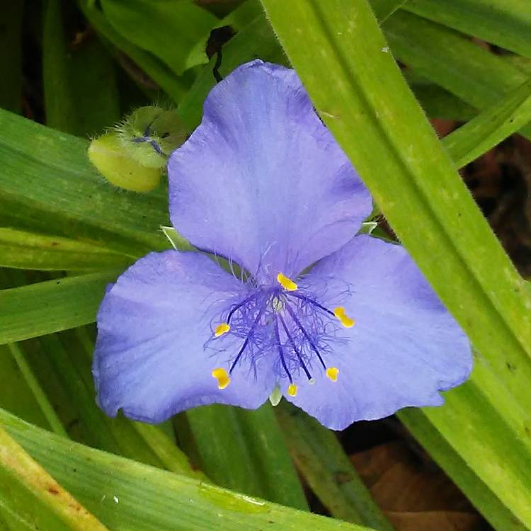 plant image 565246 plant image 565246