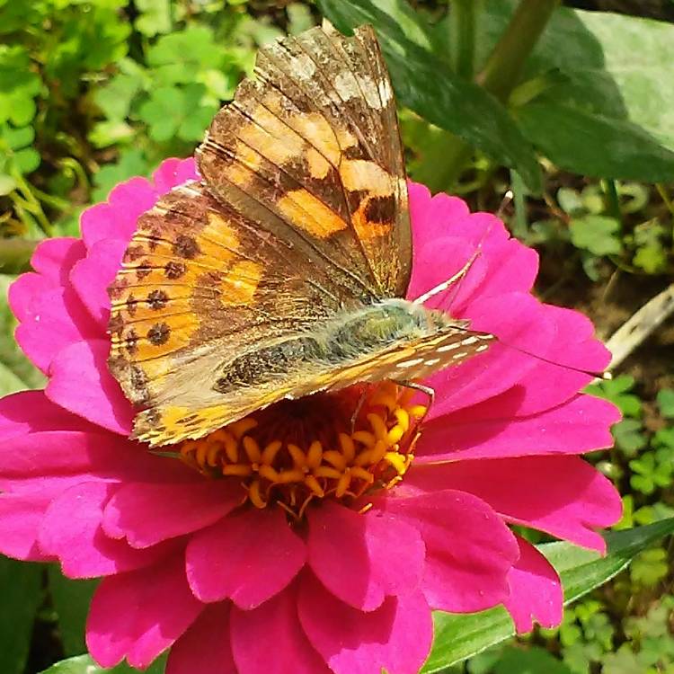 plant image 565250