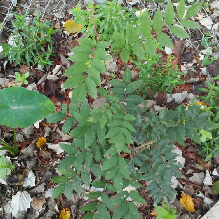 plant image 565265 plant image 565265