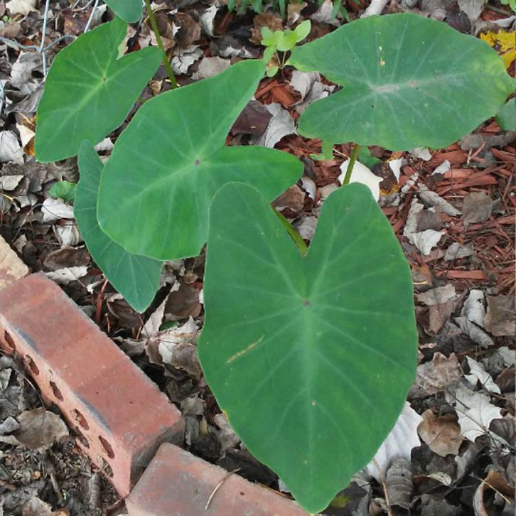 plant image 565272 plant image 565272