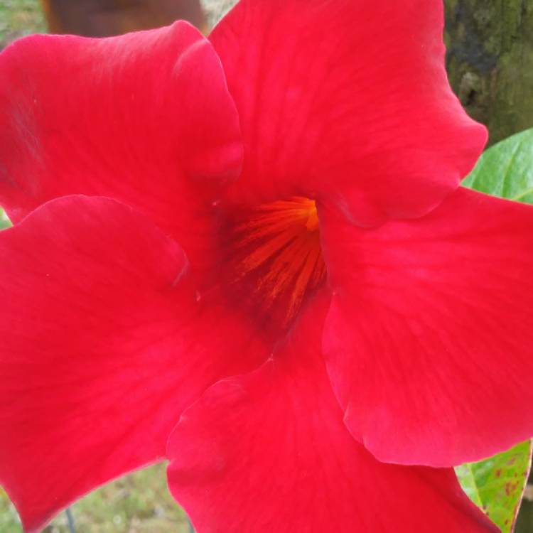 plant image 565565 plant image 565565