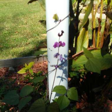 Lablab purpureus syn. Dolichos lablab