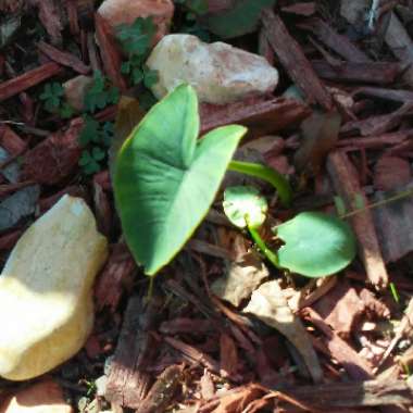 Colocasia esculenta  syn. Colocasia antiquorum