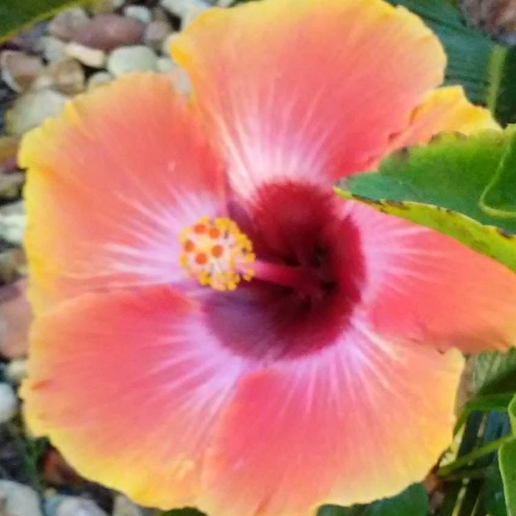 plant image 566366