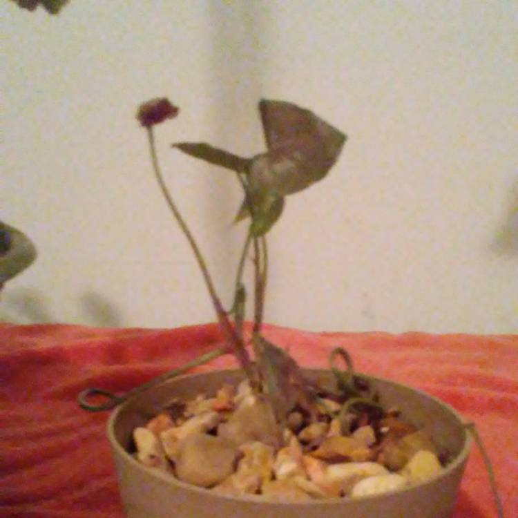 plant image 566495
