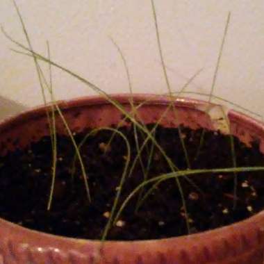 Zephyranthes