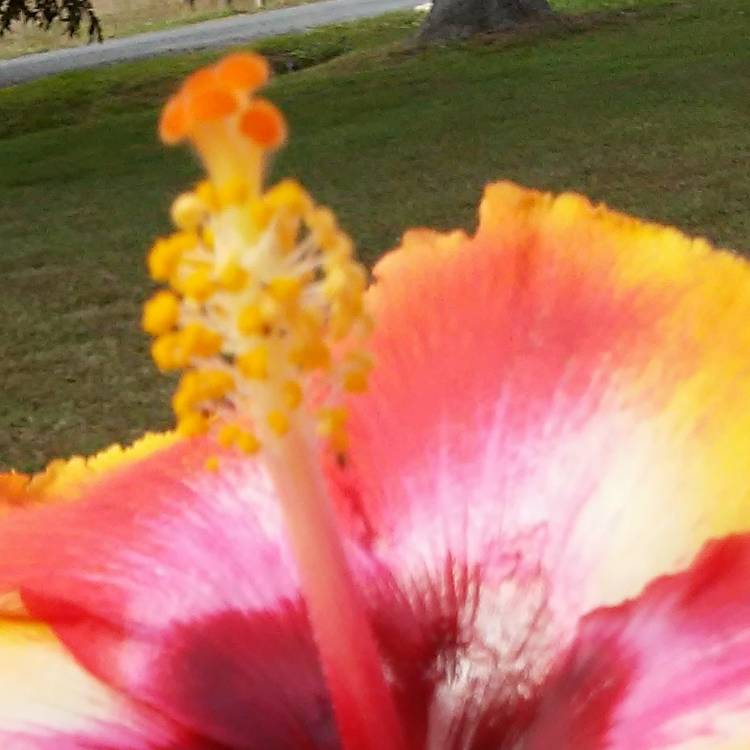 plant image 567735
