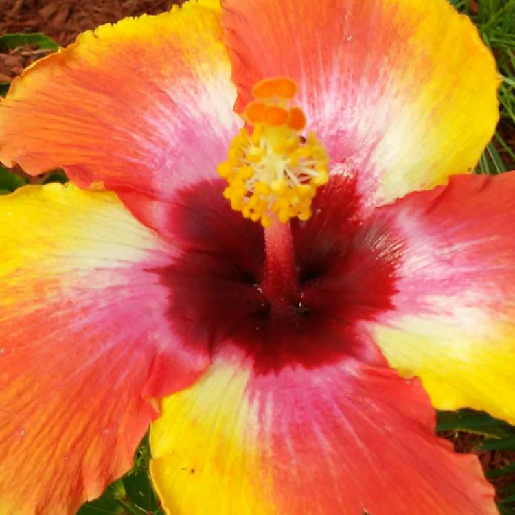 plant image 567737