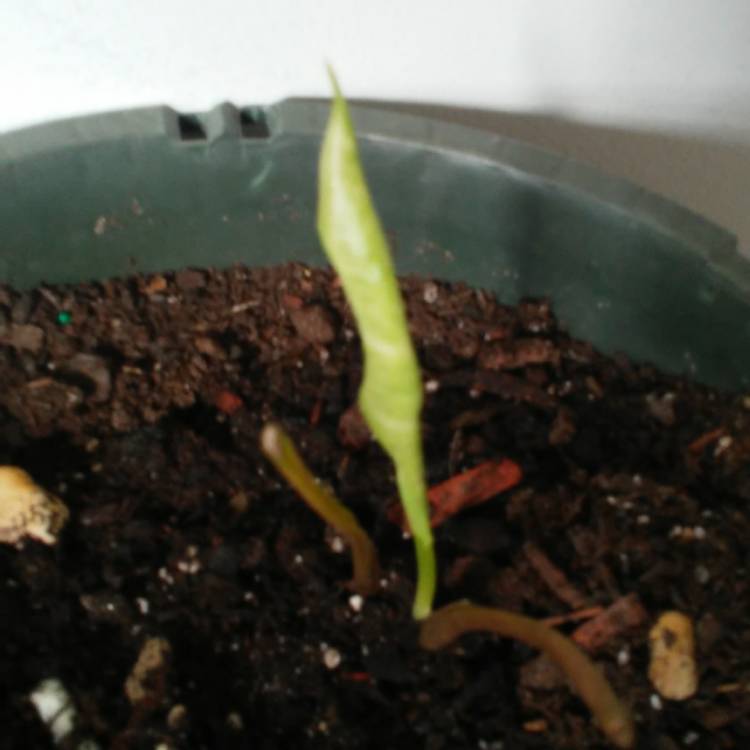 plant image 568205