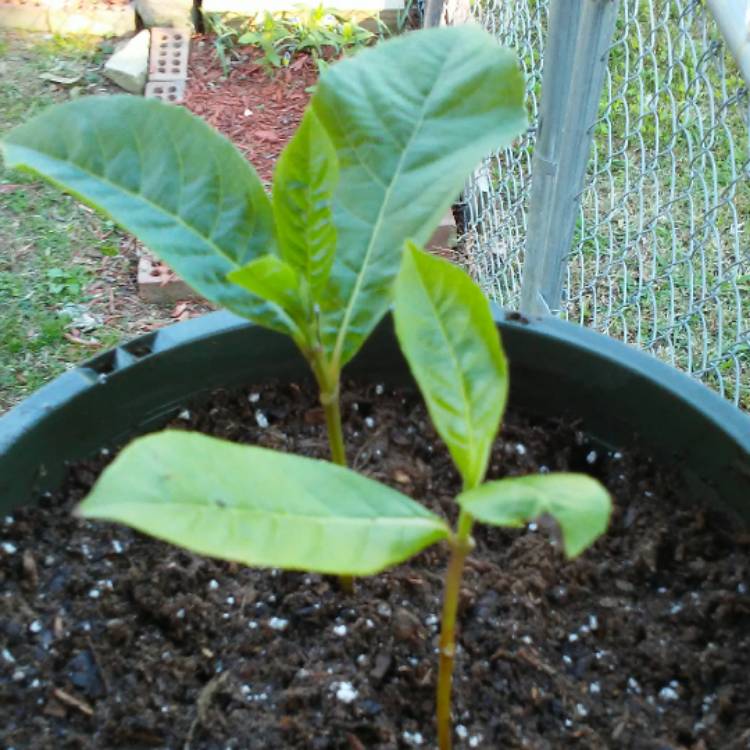 plant image 573096