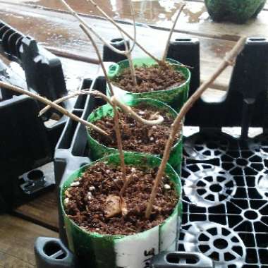 Lonicera x heckrottii 'Gold Flame'