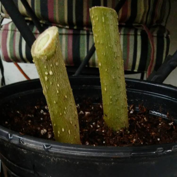 plant image 574445