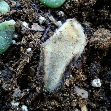 Kalanchoe Tomentosa 'Chocolate Soldier'