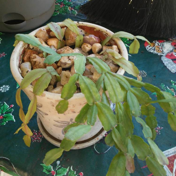plant image 575405 plant image 575405